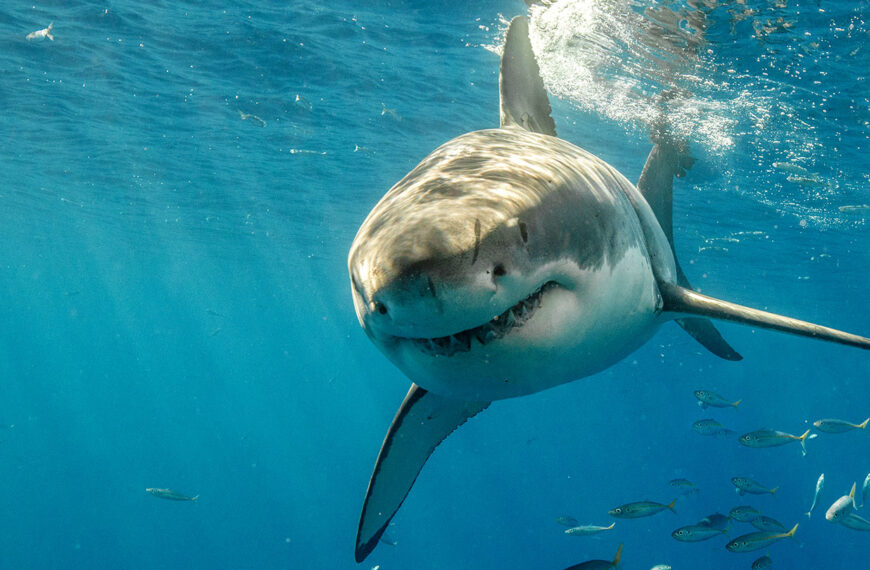 Спасите акул, чтобы спасти океан