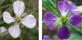 белый цветок и фиолетовый цветок