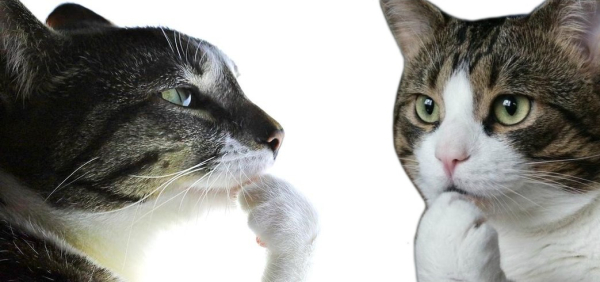 d6e8d648cf8577d9393e7b9cac524921