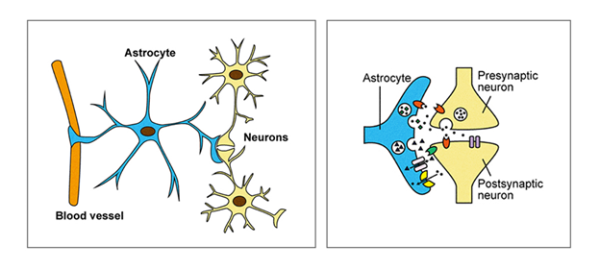 Звёзды у нас в голове. О роли астроцитов в работе нейронных сетей 4 d7f45e2657dd5980d17254fe0684db19