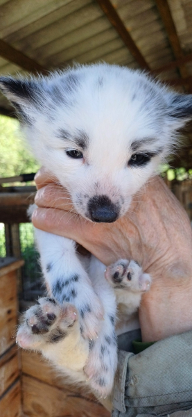 d99706608ac45f4f3a949131eff64dfa