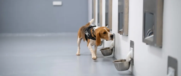 Стартап Spotit, компания Battlefield, быстро обучила собак и ИИ выявлять распространённые виды рака