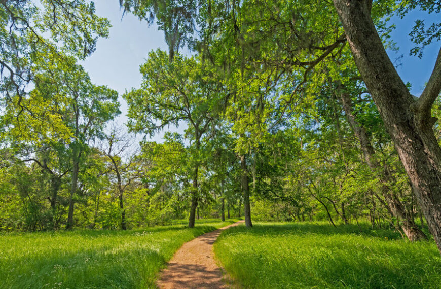 Во время жары деревья способствуют&hellip;