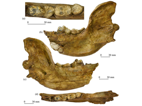 Доисторическому медведю дали имя известного&hellip;