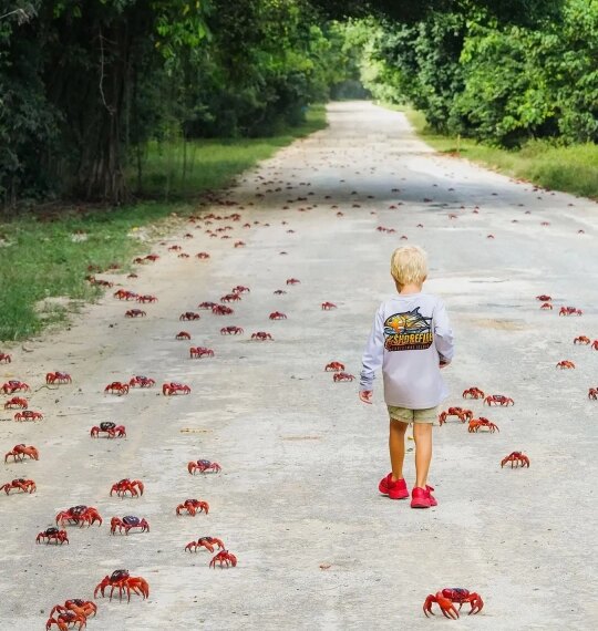 Эпичная миграция красных крабов на&hellip;