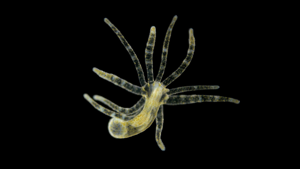 Сон появился раньше мозга. Гидры&hellip;