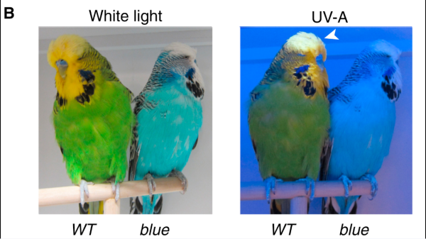 e761b0307cba7a5ee4d02a47b0e9b215