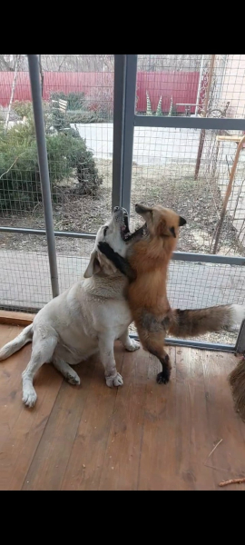 e9e1ae1f4c200e89edc974dcbe94acca