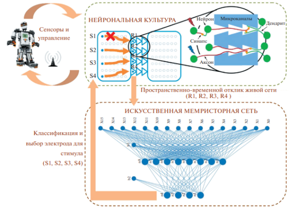 Двунаправленный адаптивный нейроинтерфейс между упорядоченной нейрональной культурой и искусственной нейронной сетью на основе мемристоров
