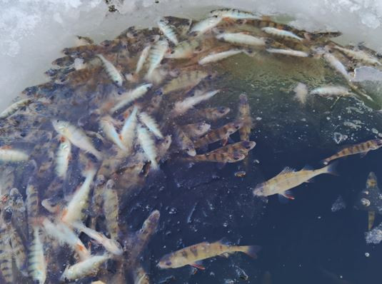 Зимний замор рыбы в пруду