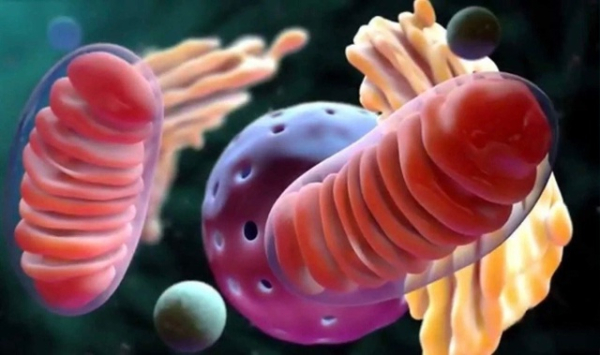 Функционирование митохондрий