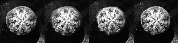 f35a08dc19cffdcc05e015de3810c58b