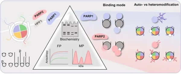 Ученые выяснили роль ферментов-«близнецов» в&hellip;