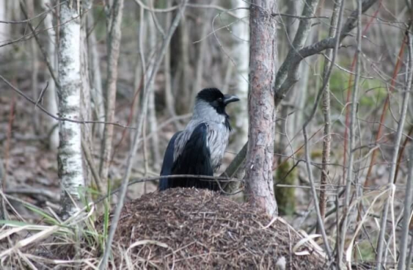 fa1ac6f02c6cdd14b8ba651e1d761a1c