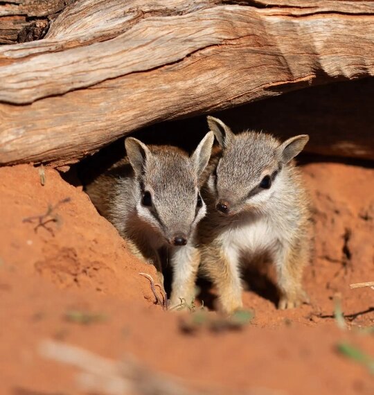 Посмотрите на очаровательных детенышей намбатов,&hellip;