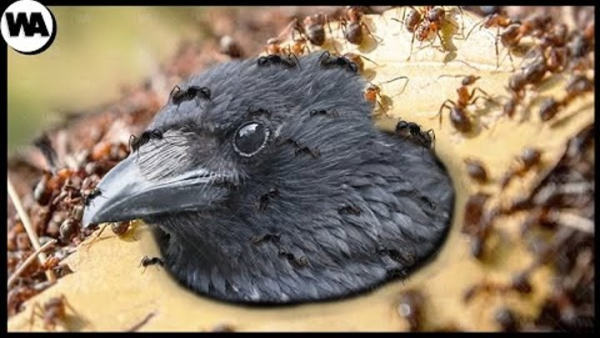 fcc6a15317a91a47f2c7fa85bf63747b