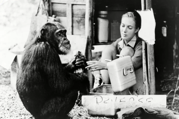 Гудолл с шимпанзе, которого она назвала Дэвидом Грейбирдом, в 1965 году.