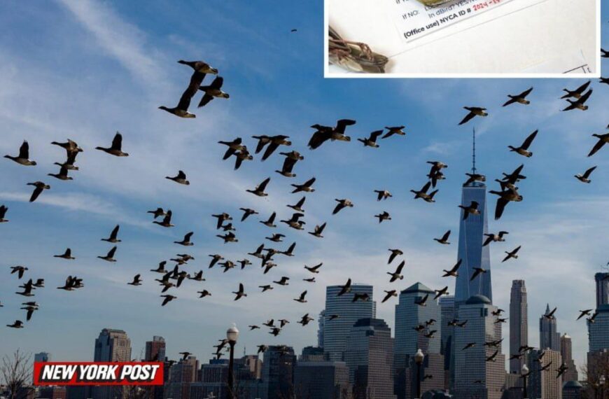 Птицы начали вести себя странно&hellip;