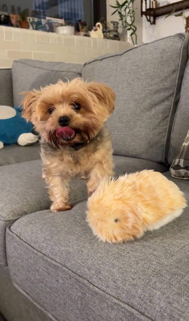 Полюбить робота Автор TechCrunch шутит, что с радостью завёл бы... 1 file_810.jpg