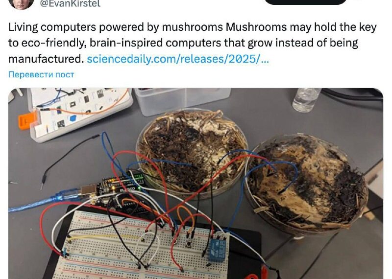 Учёные создали компьютер на грибах&hellip;