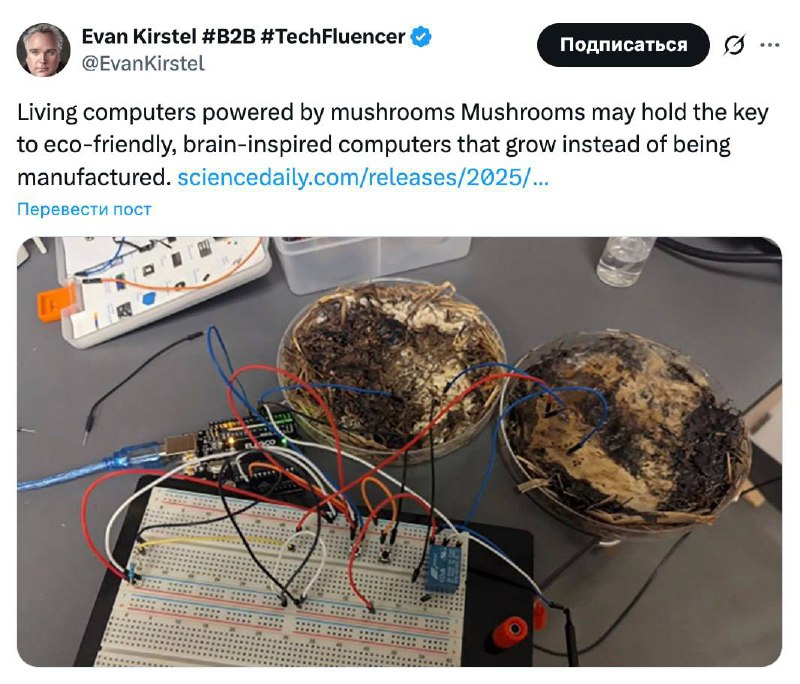 Учёные создали компьютер на грибах — мицелий заменил микросхемы Американские... 2 file_887.jpg
