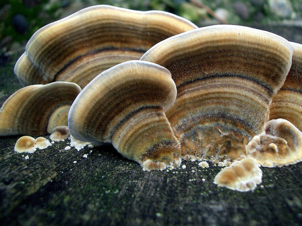 Грибы-трутовики спасли крыс при лечении ожогов 3 griby-trutoviki-spasli-krys-pri-lechenii-ozhogov-a2eb0e4.jpg