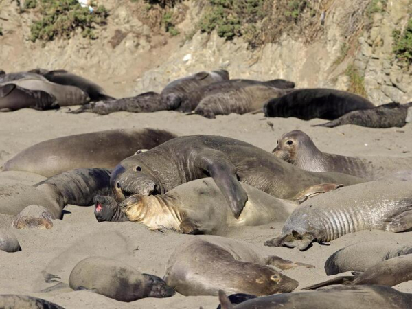 На австралийском острове разбушевался вирус птичьего гриппа, который убивает морских слонов