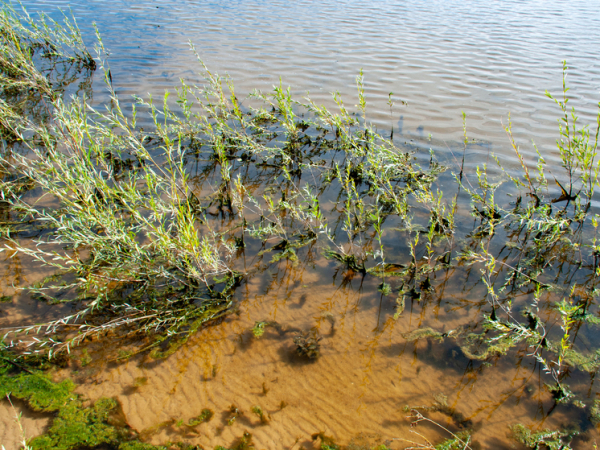 Необычную пользу от водорослей установили&hellip;