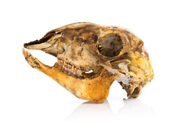 Одна древняя кость поменяла историю&hellip;