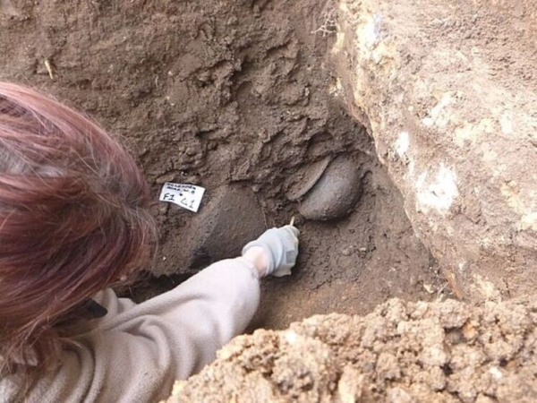 Окаменелости рук доисторического вымершего «Щелкунчика»&hellip;