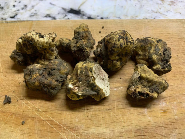 Сибирские ученые нашли на Кубани ценный деликатес 1 sibirskie-uchenye-nashli-na-kubani-cennyj-delikates-0e5f30a.jpg