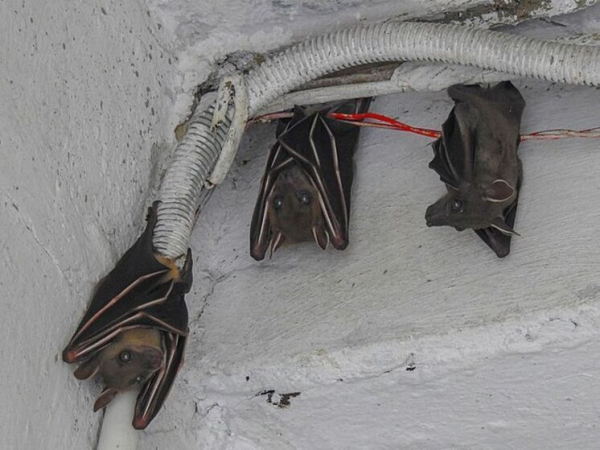 Убивают и поедают в полете:&hellip;