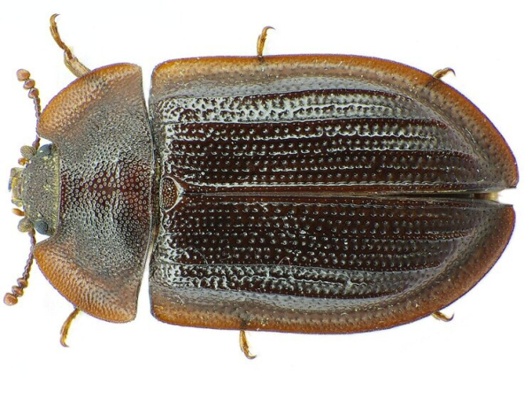 Учеными обнаружен неизвестный вид темнотелок,&hellip;