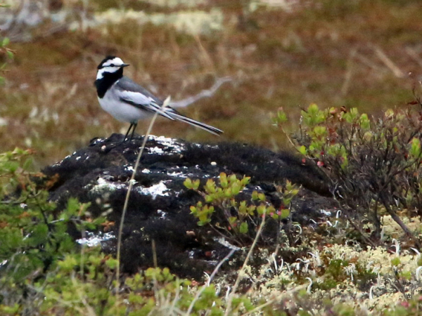 Универсальный язык птиц доказал теорию Дарвина об эволюции человеческой речи
