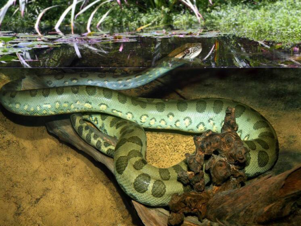 v-glubine-amazonki-najden-gigant-neizvestnaja-anakonda-7fe47d4.jpg