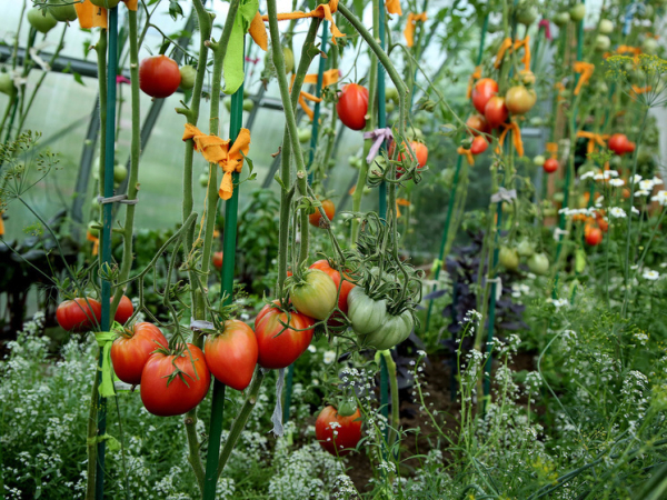 В Сибири изобрели робота-сборщика урожая