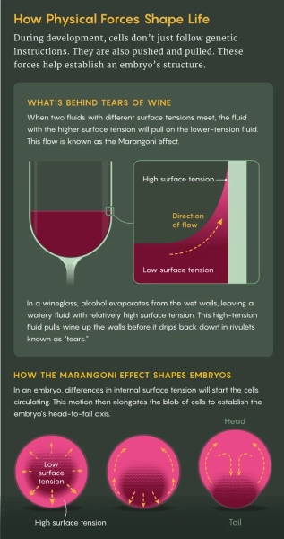 Как гены используют физику для выращивания живых существ 2 Как гены используют физику для выращивания живых существ