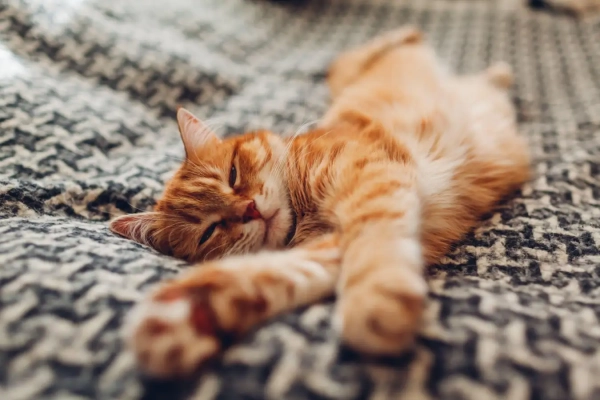 История происхождения домашних кошек переписана&hellip;