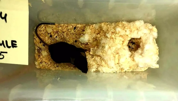 Облучение против Альцгеймера. Тяжелые ионы&hellip;