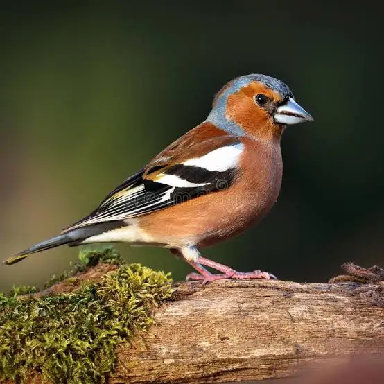 Песни птиц меняются, как языки у людей 12 0e6c1467f21f886ef90a21f7beb3ce9b