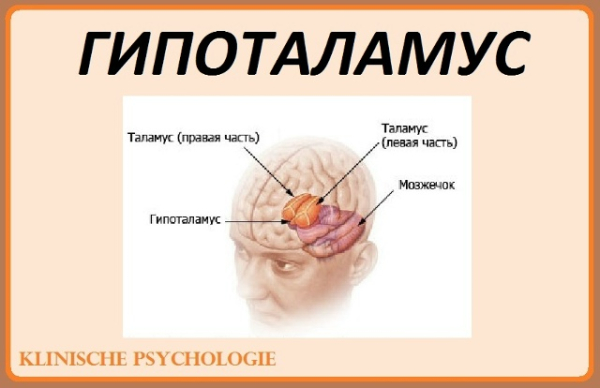 ГИПОТАЛАМУС