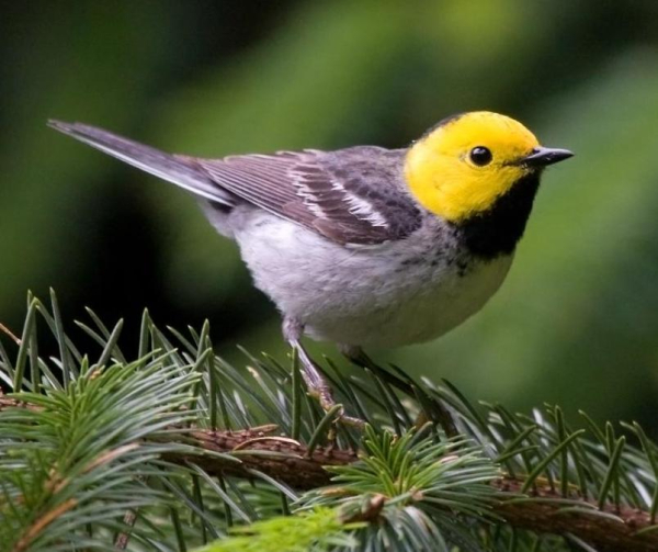 Песни птиц меняются, как языки у людей 4 14e8134519f9813da9b7db939b1ad564