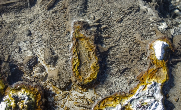 На дне источника растет серая биопленка со сложной геометрией.