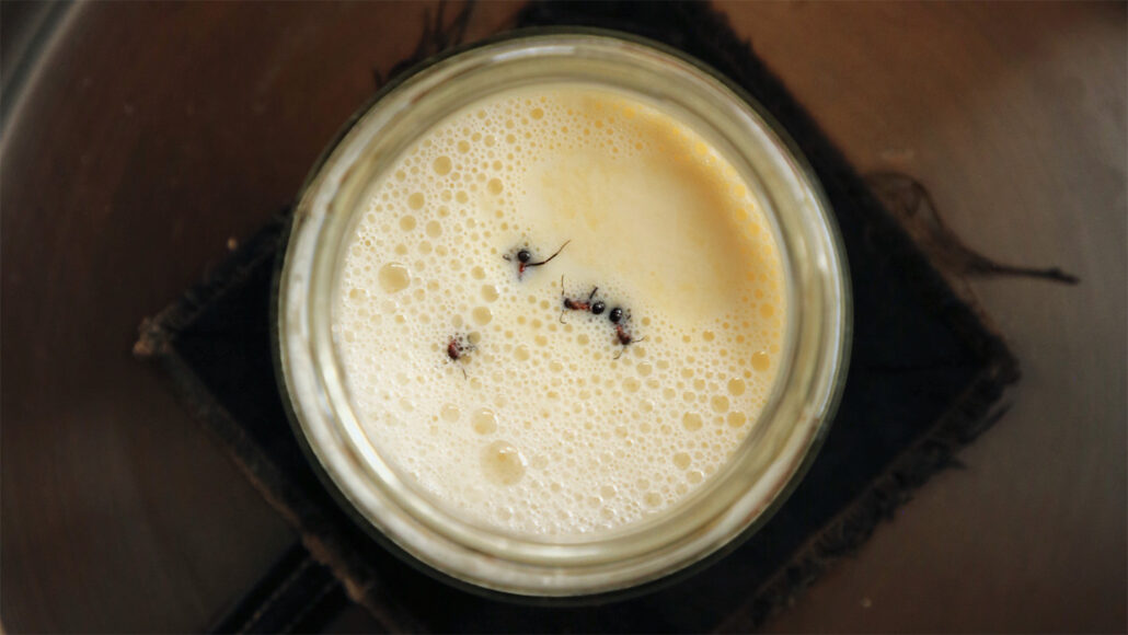 Муравьи - секретный ингредиент этого вкусного йогурта 4 187d5e706f8f443574f3825b8bd7e2e9.jpg