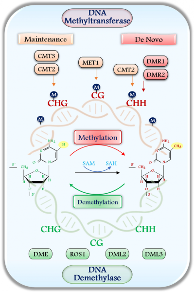 Представление метилирования ДНК по 5-метилцитозину (5mC) растительными ДНК-метилтрансферазами и деметилирования ДНК-деметилазами хорошо охарактеризовано на модельном растении Arabidopsis thaliana .1 - Метилирование ДНК катализируется ДНК-метилтрансферазами, использующими S-аденозилметионин (SAM) в качестве донора метильной группы, что приводит к присоединению метильной группы к цитозиновым основаниям, с образованием 5-метилцитозина и высвобождением S-аденозилгомоцистеина (SAH). 2 - Метилирование в сайтах CG в первую очередь поддерживается метилтрансферазой 1 (MET1), тогда как метилирование CHG поддерживается хромометилазой 3 (CMT3) и хромометилазой 2 (CMT2). 3 - Метилирование CHH, являющееся асимметричным, контролируется как CMT2, так и de novo метилтрансферазами, такими как DOMAINS RANGED METHYLTRANSFERASE 1 (DRM1) и DOMAINS RANGED METHYLTRANSFERASE 2 (DRM2). 4 - Деметилирование ДНК, напротив, включает удаление метильных групп и осуществляется такими ферментами, как REPRESSOR OF SILENCING 1 (ROS1), DEMETER (DME), DEMETER-LIKE 2 (DML2) и DEMETER-LIKE 3 (DML3). 5 - Этот активный процесс деметилирования ДНК играет ключевую роль в реверсии эпигенетических меток и тонкой настройке экспрессии генов, в ответ на сигналы развития и стимулы окружающей среды. https://www.mdpi.com/2075-4655/9/3/31 Представление метилирования ДНК по 5-метилцитозину (5mC) растительными ДНК-метилтрансферазами и деметилирования ДНК-деметилазами хорошо охарактеризовано на модельном растении Arabidopsis thaliana .1 - Метилирование ДНК катализируется ДНК-метилтрансферазами, использующими S-аденозилметионин (SAM) в качестве донора метильной группы, что приводит к присоединению метильной группы к цитозиновым основаниям, с образованием 5-метилцитозина и высвобождением S-аденозилгомоцистеина (SAH). 2 - Метилирование в сайтах CG в первую очередь поддерживается метилтрансферазой 1 (MET1), тогда как метилирование CHG поддерживается хромометилазой 3 (CMT3) и хромометилазой 2 (CMT2). 3 - Метилирование CHH, являющееся асимметричным, контролируется как CMT2, так и de novo метилтрансферазами, такими как DOMAINS RANGED METHYLTRANSFERASE 1 (DRM1) и DOMAINS RANGED METHYLTRANSFERASE 2 (DRM2). 4 - Деметилирование ДНК, напротив, включает удаление метильных групп и осуществляется такими ферментами, как REPRESSOR OF SILENCING 1 (ROS1), DEMETER (DME), DEMETER-LIKE 2 (DML2) и DEMETER-LIKE 3 (DML3). 5 - Этот активный процесс деметилирования ДНК играет ключевую роль в реверсии эпигенетических меток и тонкой настройке экспрессии генов, в ответ на сигналы развития и стимулы окружающей среды. https://www.mdpi.com/2075-4655/9/3/31