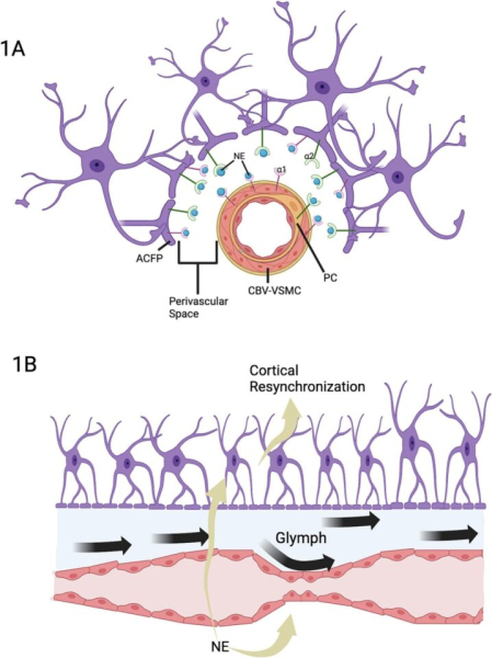 Энергия «Ци» – основа сознания?