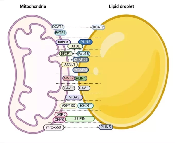 Ученые нашли потенциальные мишени для&hellip;