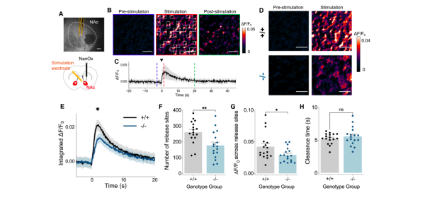 Источник изображения: https://doi.org/10.1101/2025.05.15.654128