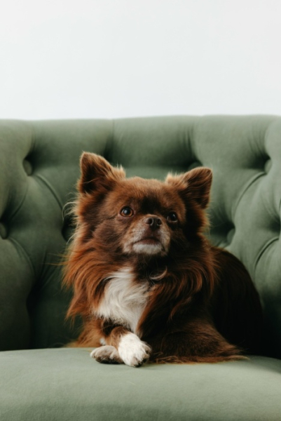 Сегодня хочу рассказать вам про УМВЕЛЬТ — одно из самых важных и прекрасных понятий в зоопсихологии и этологии.