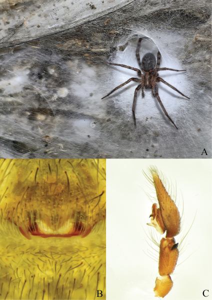 Tegenaria domestica в серной пещере. Эпигина самки. Педипальпа самца. Да, это то, что вы подумали.